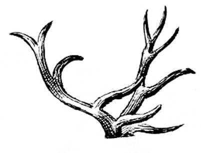 Vintage Images - Deer - Antlers - Dogs - The Graphics Fairy