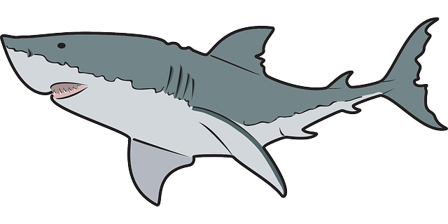 Shark clipart png