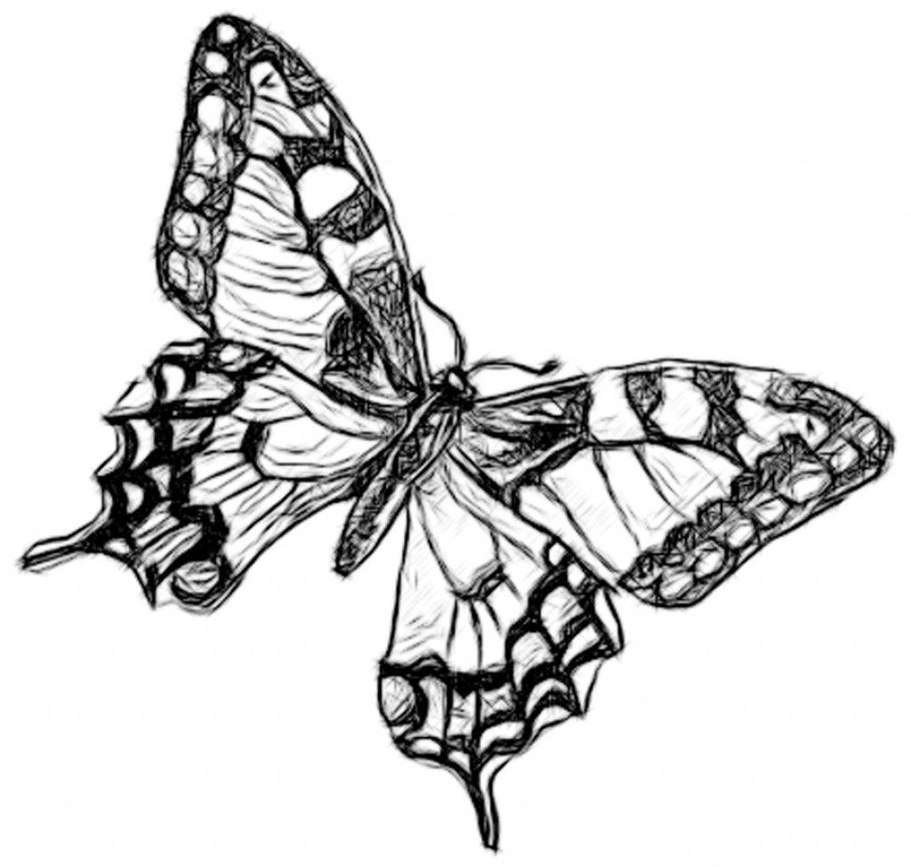 Cool Butterfly Drawings - Drawing Pencil