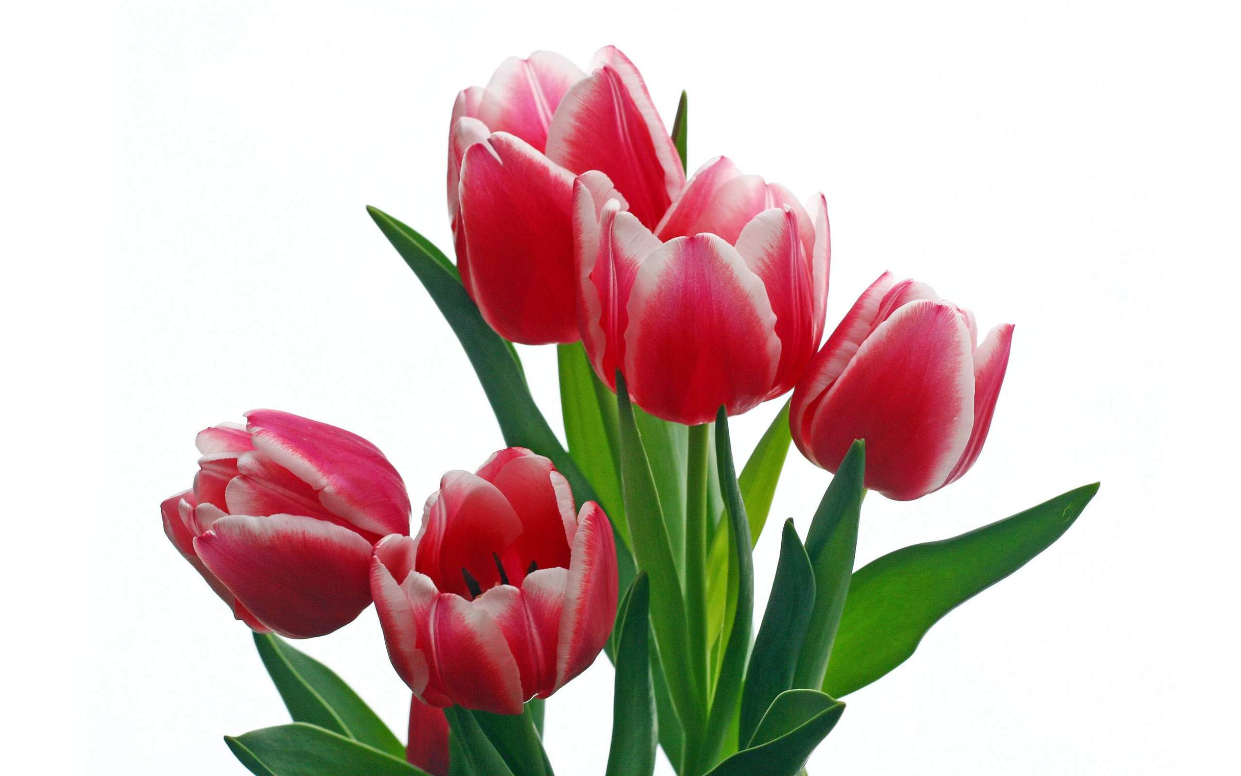 Single Tulip Wallpaper 27494 Hd Wallpapers In Flowers Imagesci ...