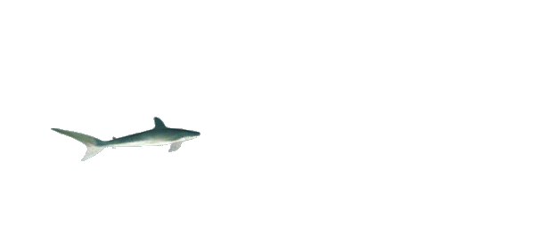 Animasi Ikan