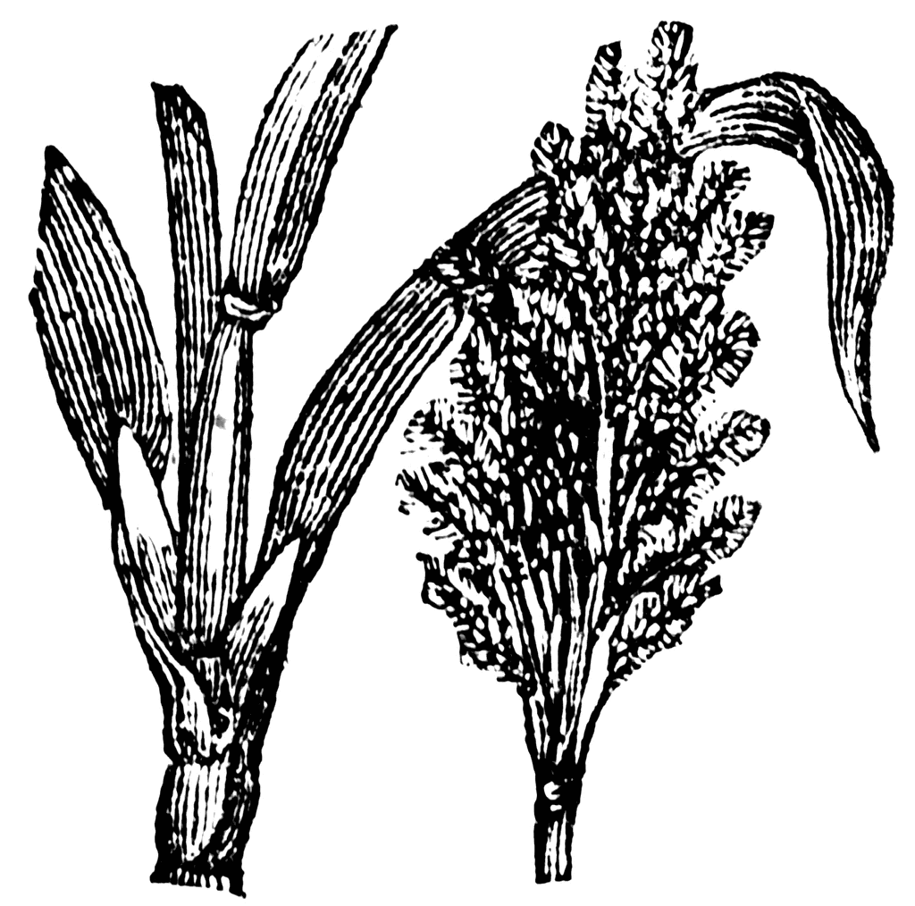 Sugarcane Clipart - ClipArt Best