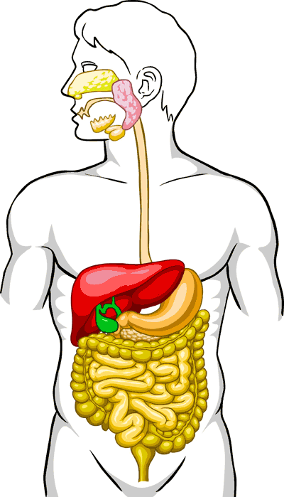 Human Body Archives - Page 34 of 60 - Human Anatomy Chart