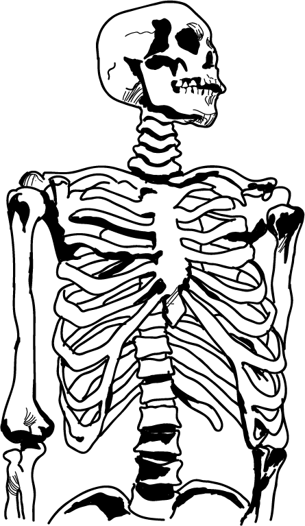 Anatomy Clipart