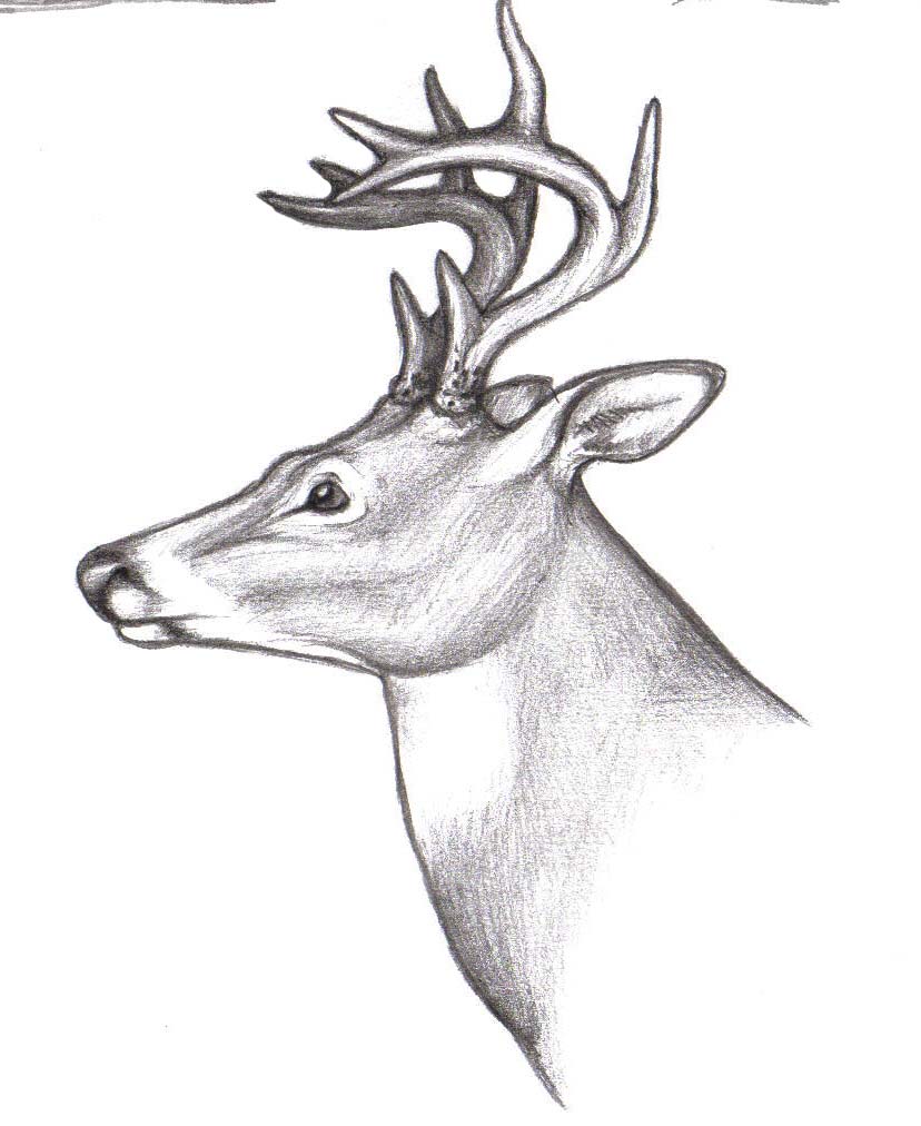 Whitetail Deer Clip Art Tattoo Page 3