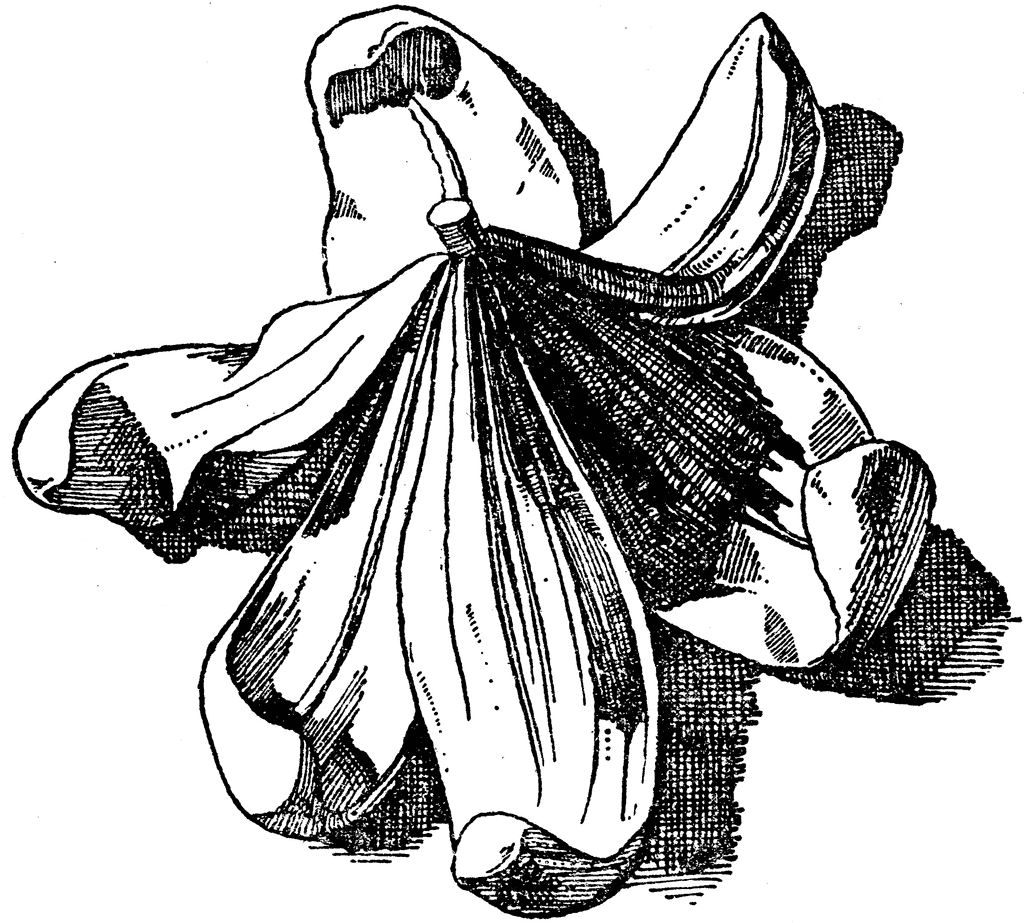 Lily Clipart Etc