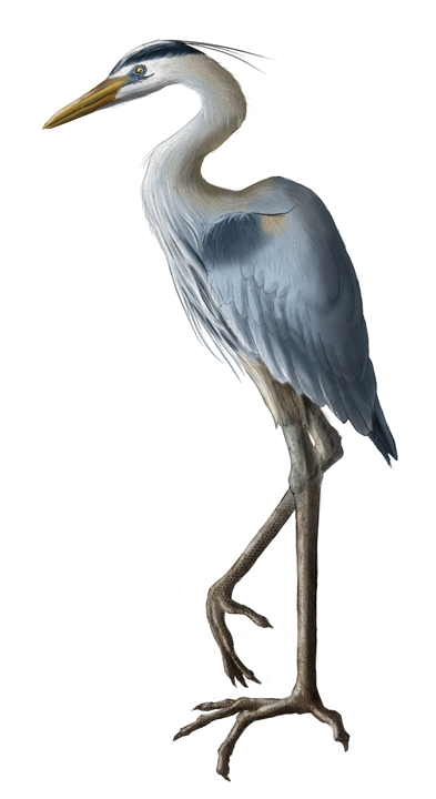 Great Blue Heron by elizabethnixon on DeviantArt