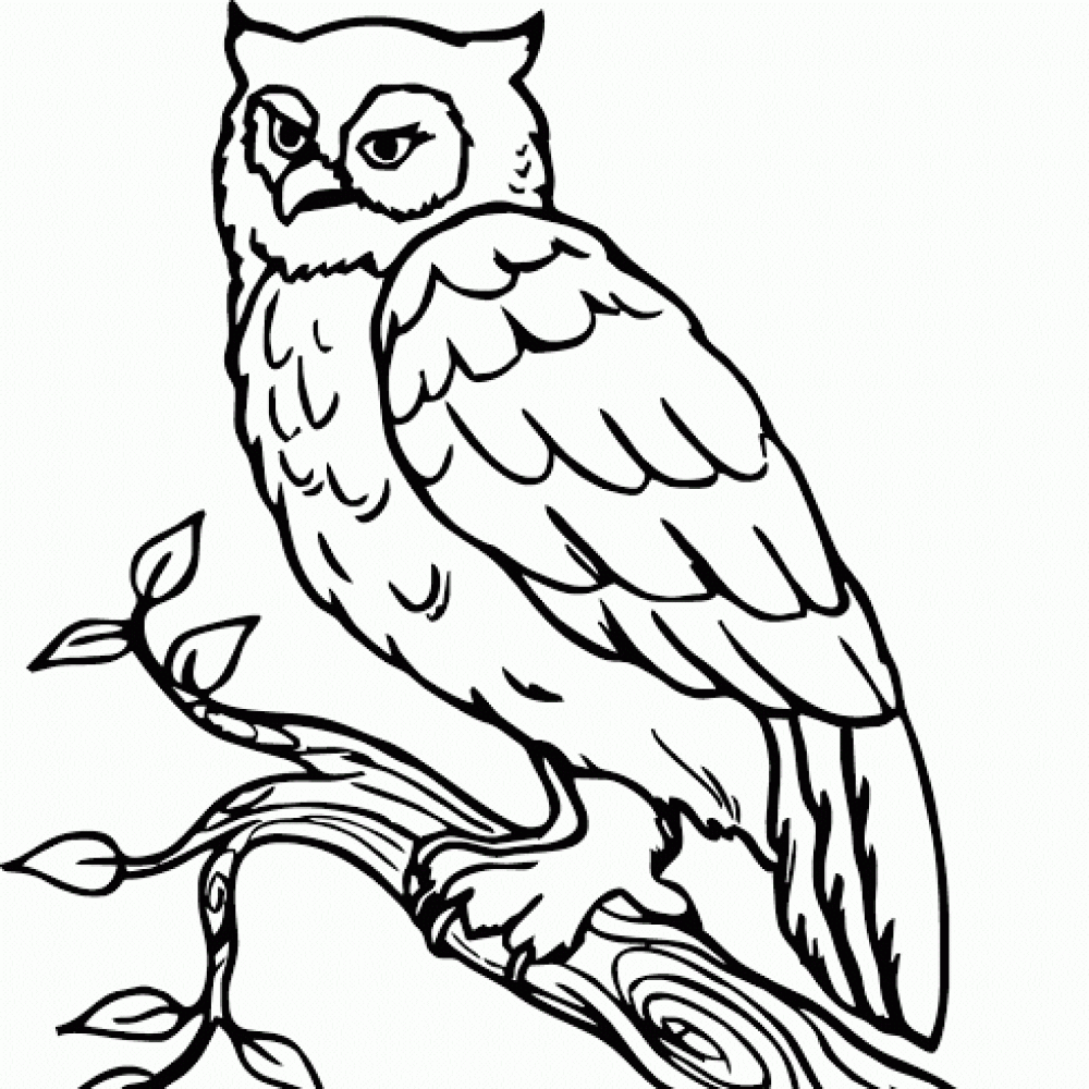 sketsa kartun burung | Search Results | Indonesian News Today's