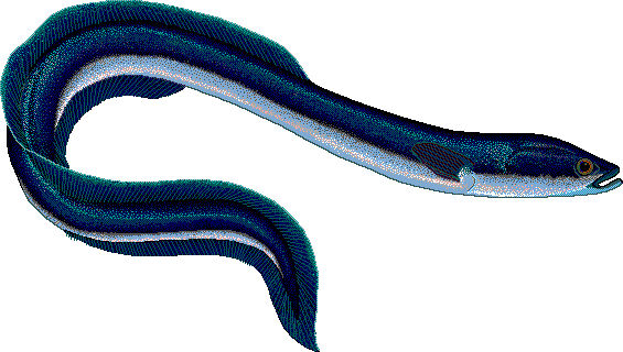 Best Eel Clipart #9777 - Clipartion.com