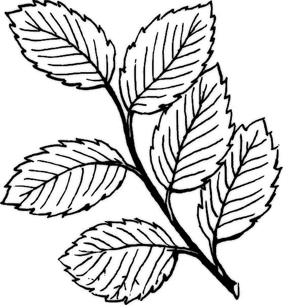 Leaves coloring pages, preschool and kindergarten plant leaves ...
