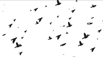 A flock of pigeons fly from the far left towards the viewer ...