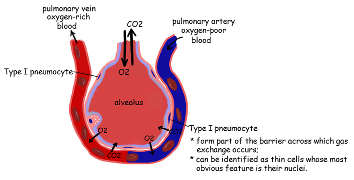 Gas exchange