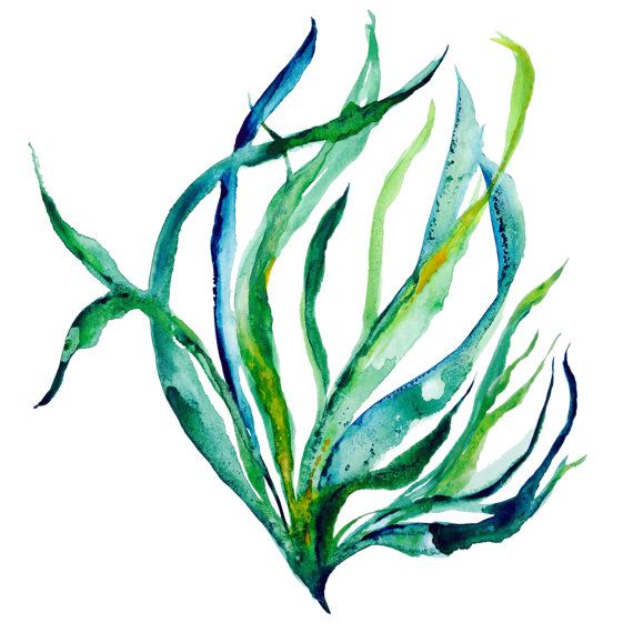 Seaweed | Kelp Forest, Underwater ...