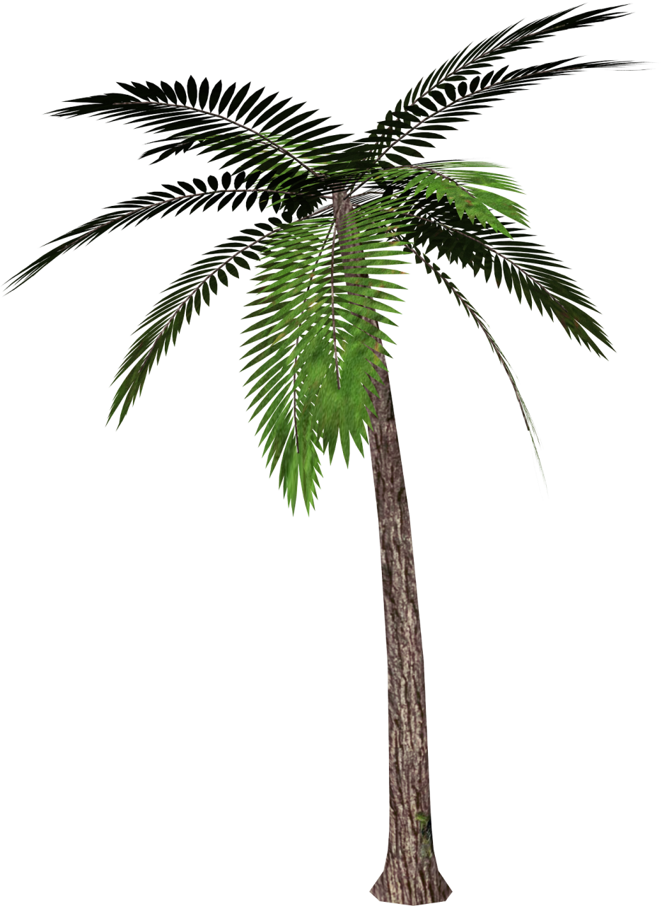 Palm tree PNG images, download free pictures