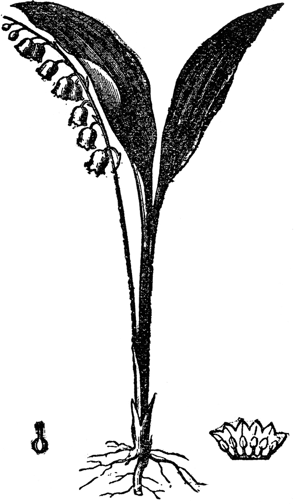 Lily of the Valley | ClipArt ETC