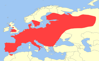 European polecat