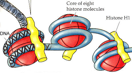 Chromosome Structure