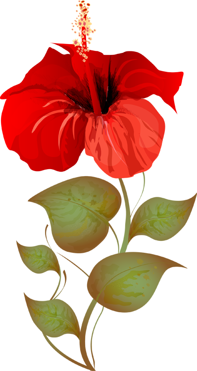 Hibiscus