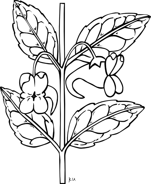 clip art flowers outline - Best Trend Tattoos Design