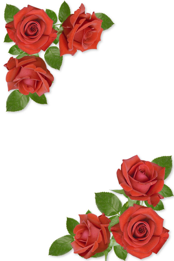 Rose Flower Border