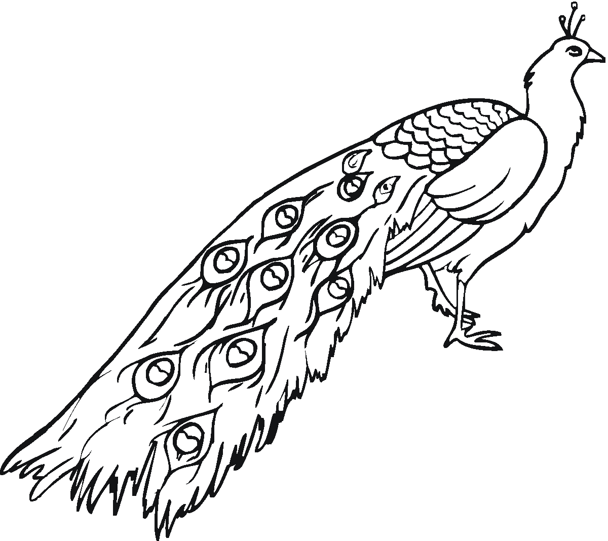 Free Printable Peacock Coloring Pages For Kids
