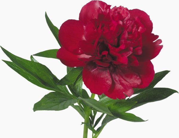 1471928256_flower-8.jpg