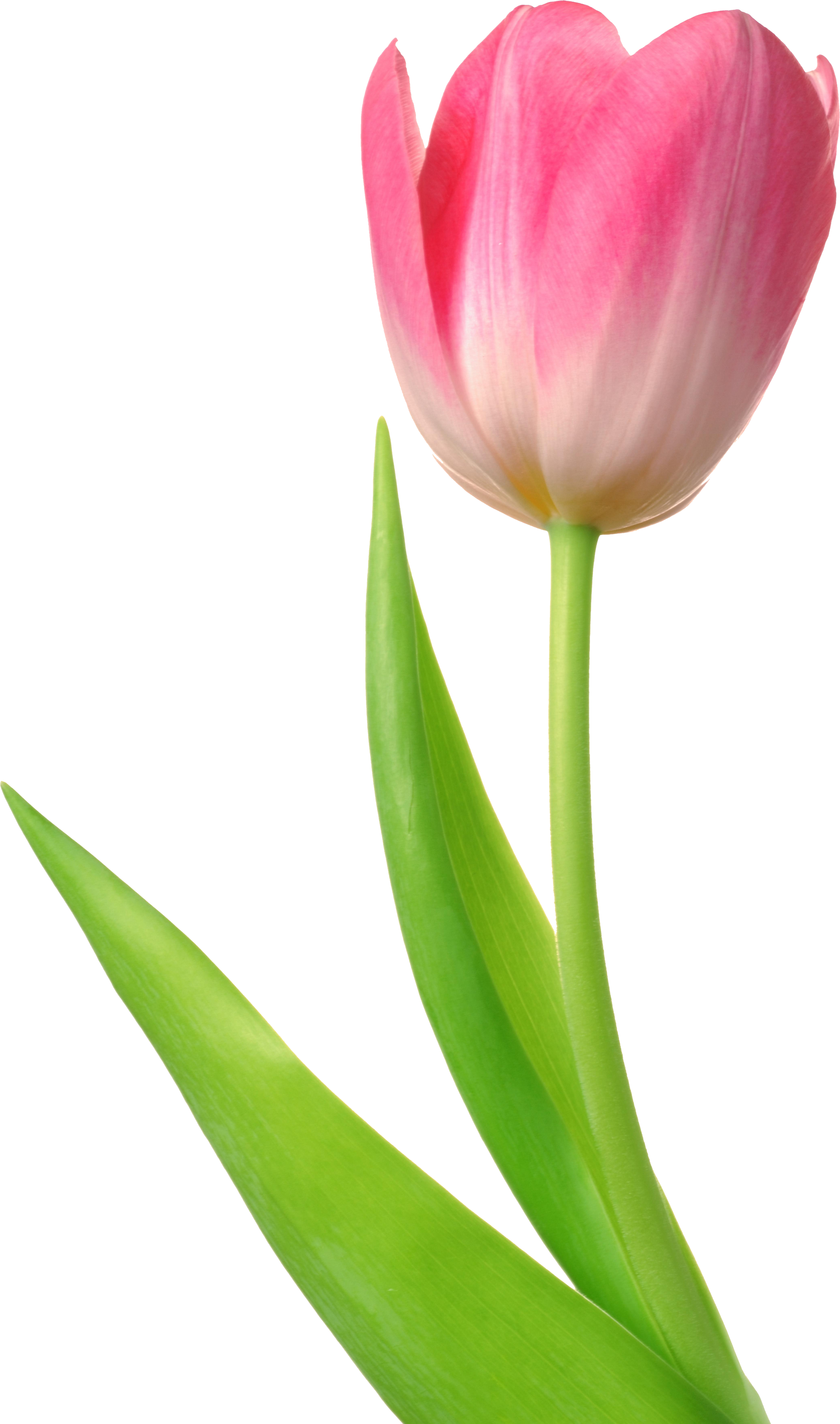 Tulip PNG images free download