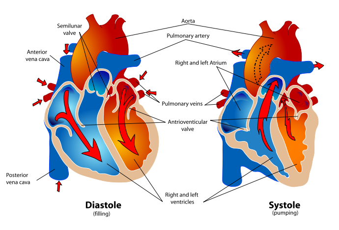 The Heart