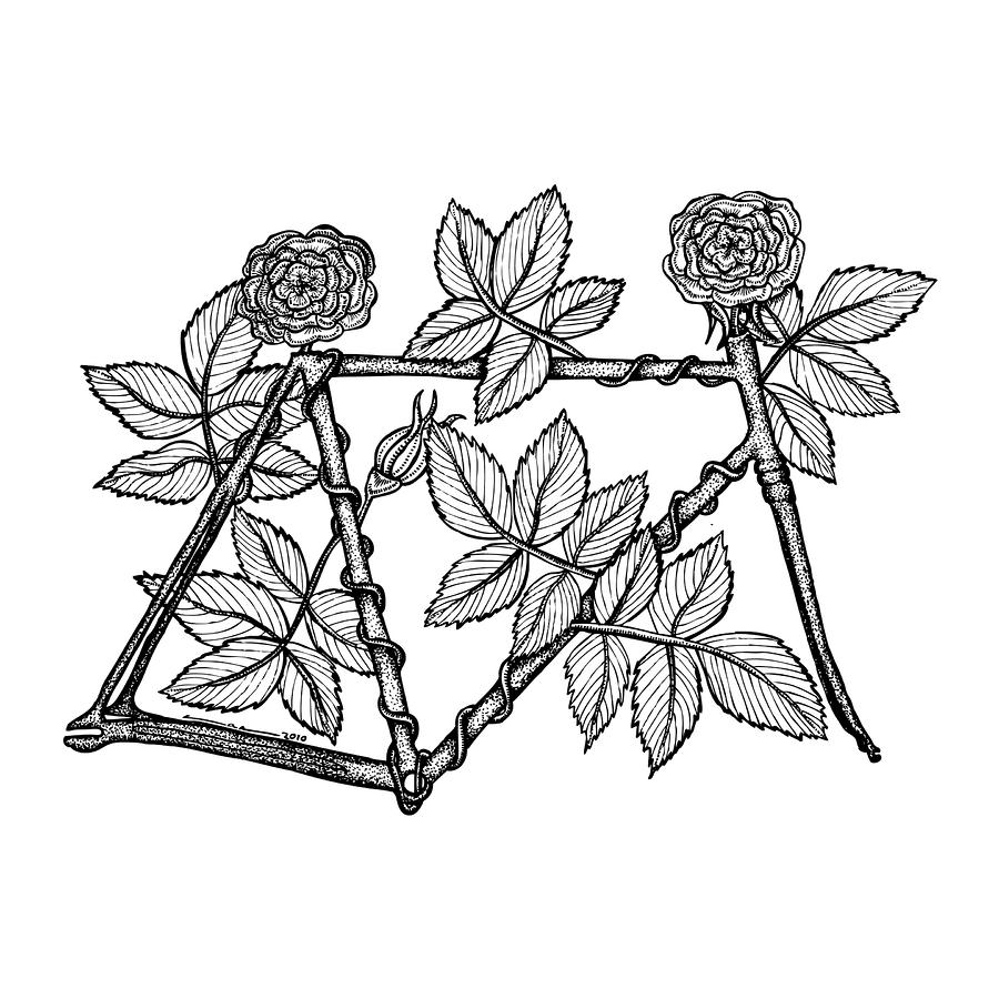 Vine Drawings for Sale