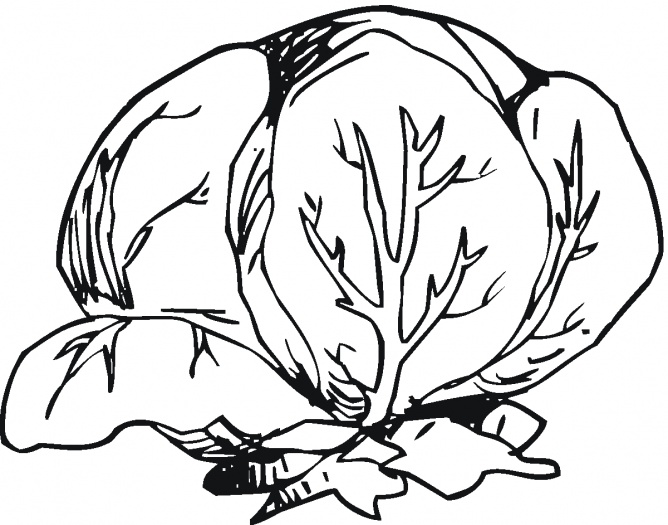 Lettuce 5 coloring page | Super Coloring