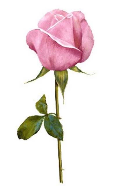 Long Stem Rose Clipart