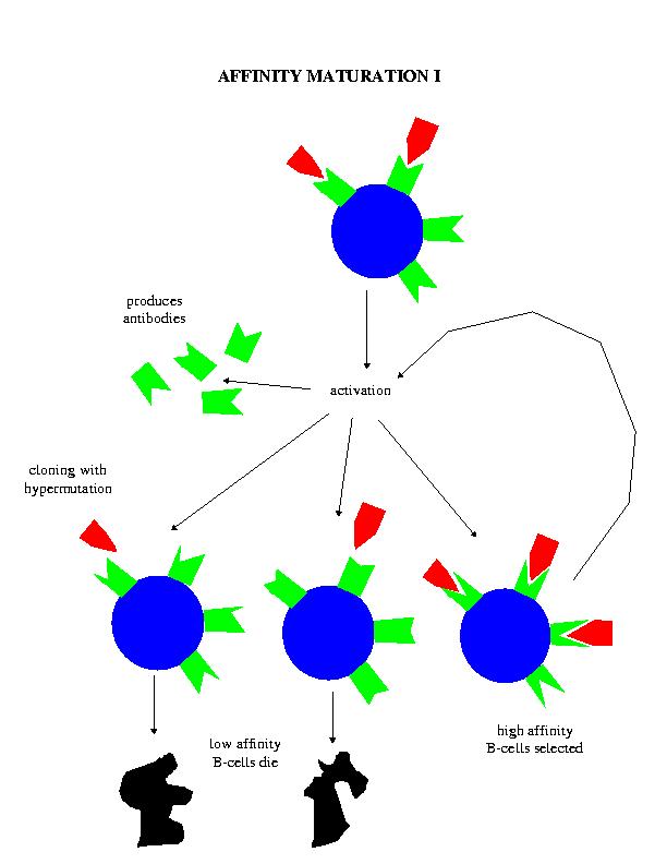 An Overview of the Immune System