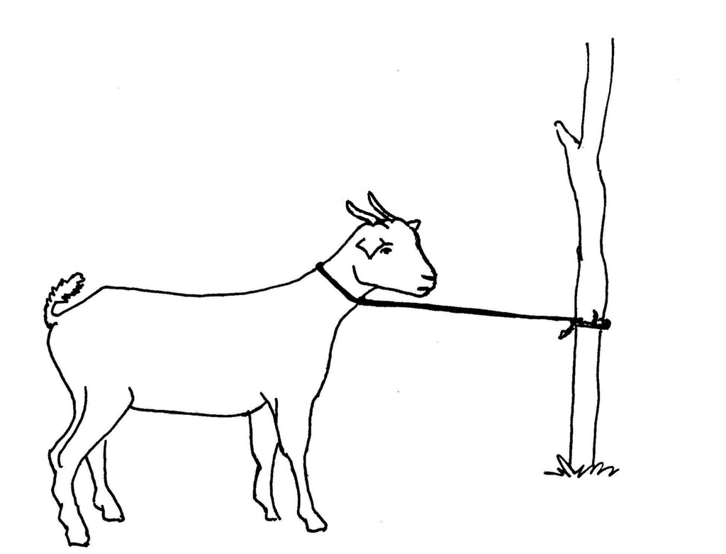 Line drawing of a tethered goat | Used in information flyer … | Flickr