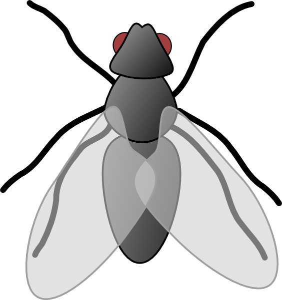 Flies Clipart