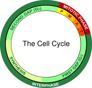 The Cell Cycle clip art - vector clip art online, royalty free ...
