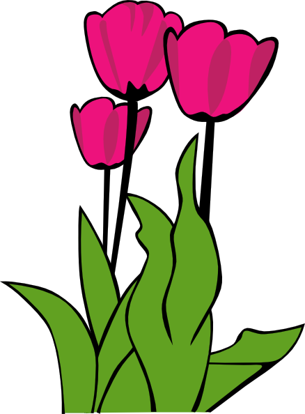 Tulip Pictures | Free Download Clip Art | Free Clip Art | on ...