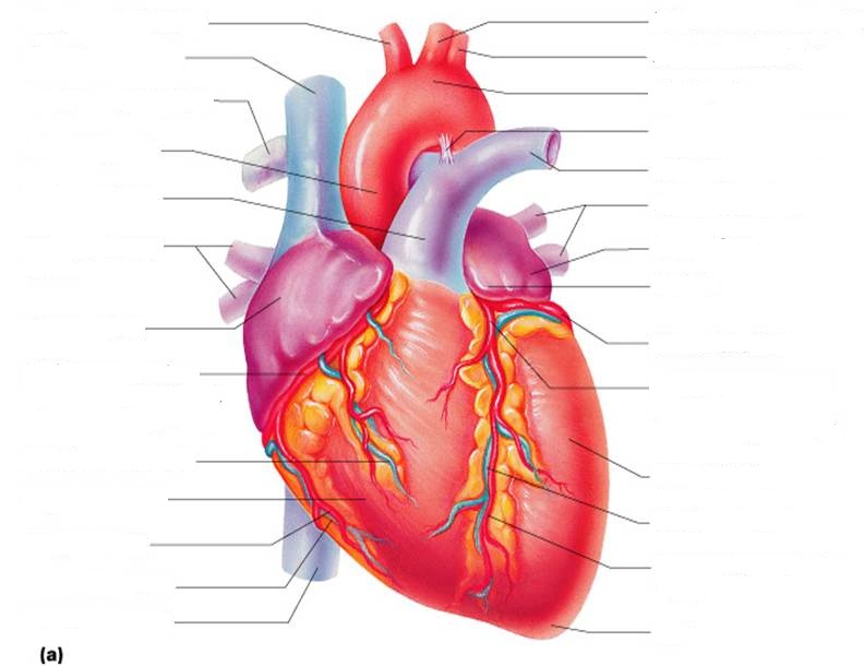 Worksheets. Heart Anatomy Worksheet. Laurenpsyk Free Worksheets ...