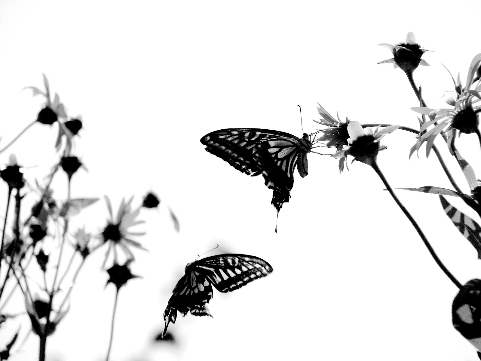 News Butterfly: Butterfly Cartoon Wallpaper