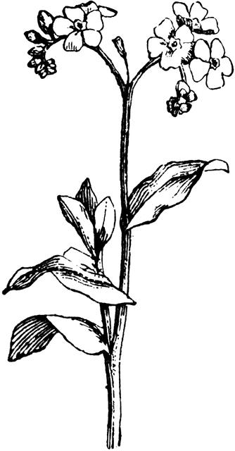 Forget Me Not | ClipArt ETC