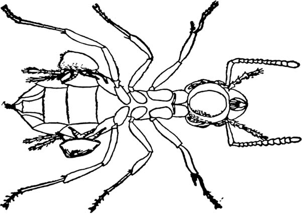 Free Ant Clipart - Black Ants