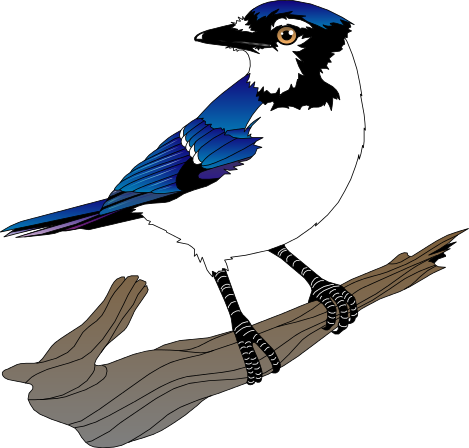 Blue Jay Clipart | Free Download Clip Art | Free Clip Art | on ...