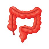 Human Small Intestine Stock Photos and Illustrations - Royalty ...