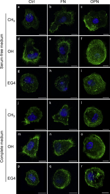 The effect of adsorbed fibronectin and osteopontin on macrophage ...