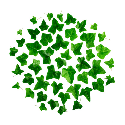 Silhouette Of The Ivy Leaf Pictures, Images and Stock Photos