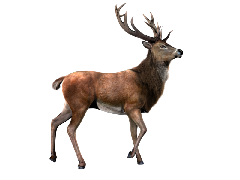 Deer PNG images free download, deer PNG