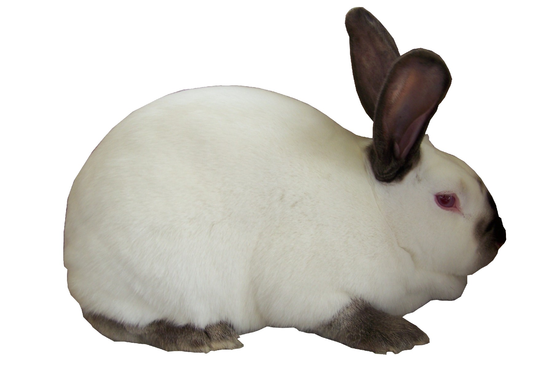 Californian Rabbits | USA Rabbit Breeders