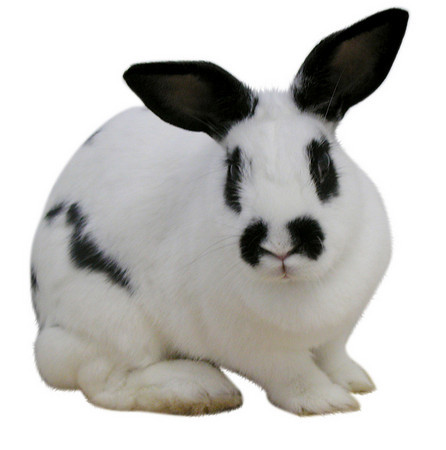 International Rabbit Day