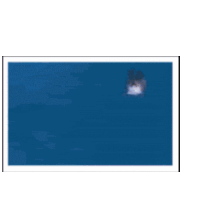Dolphin Jumping Gif Animated Gifs | Photobucket