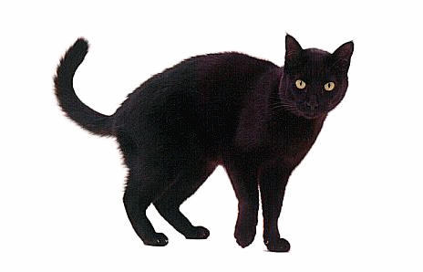Animated Black Cat