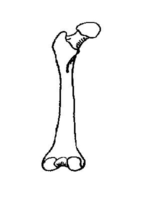 Skull Bones Anatomy Worksheet - Intrepidpath